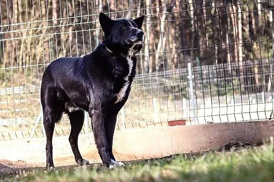 Szafir - trochę, jak karelczyk. Bardzo potrzebny mu dom...,  warmińsko-mazurskie Olsztyn, Warmińsko-mazurskie, Olsztyn