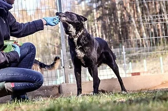 Szafir - trochę, jak karelczyk. Bardzo potrzebny mu dom...,  warmińsko-mazurskie Olsztyn, Warmińsko-mazurskie, Olsztyn
