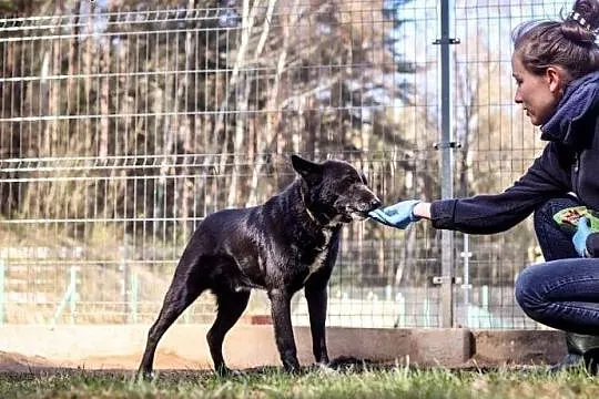 Szafir - trochę, jak karelczyk. Bardzo potrzebny mu dom...,  warmińsko-mazurskie Olsztyn, Warmińsko-mazurskie, Olsztyn