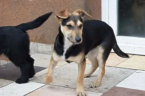 Kochana 4-5 miesięczna Bazia szuka domku,  mazowie