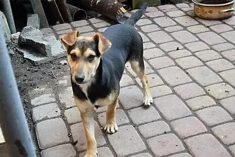 Kochana 4-5 miesięczna Bazia szuka domku,  mazowie