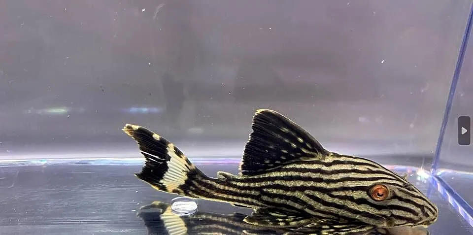 Glonojad L190 - Panaque nigrolineatus - ODŁÓW XL - WYSYŁKA, Pomorskie, Gdańsk