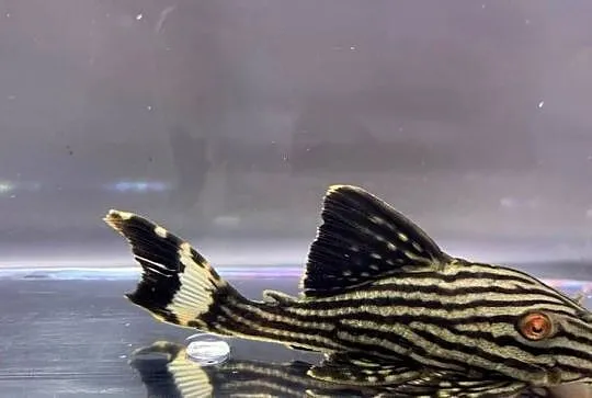 Glonojad L190 - Panaque nigrolineatus - ODŁÓW XL - WYSYŁKA, Pomorskie, Gdańsk