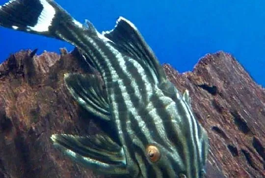 Glonojad L190 - Panaque nigrolineatus - ODŁÓW XL - WYSYŁKA, Pomorskie, Gdańsk