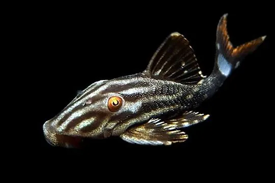 Glonojad L190 - Panaque nigrolineatus - ODŁÓW XL - WYSYŁKA, Pomorskie, Gdańsk