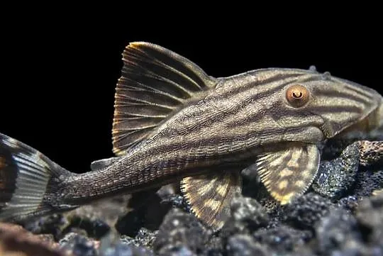 Glonojad L190 - Panaque nigrolineatus - ODŁÓW XL - WYSYŁKA, Pomorskie, Gdańsk
