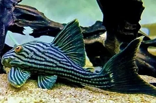 Glonojad L190 - Panaque nigrolineatus - ODŁÓW XL - WYSYŁKA, Pomorskie, Gdańsk