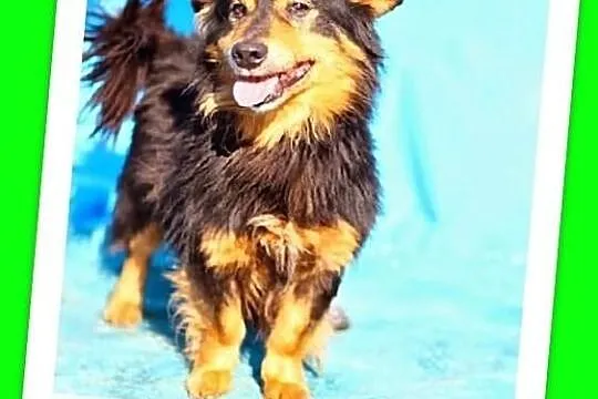 Mały 7kg TADZIK, wesoły,młody,roczny,łagodny,domowy piesek.ADOPCJA