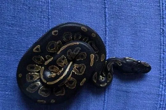 Pytony królewskie
