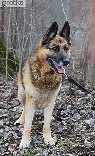 King psiak w typie owczarka niemieckiego pilnie szuka domku, Łódzkie, Łódź
