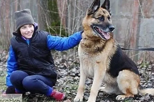 King psiak w typie owczarka niemieckiego pilnie szuka domku, Łódzkie, Łódź