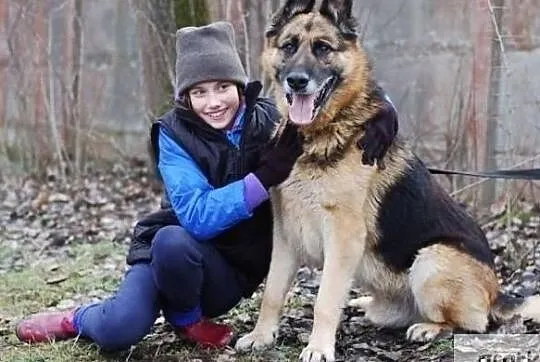 King psiak w typie owczarka niemieckiego pilnie szuka domku, Łódzkie, Łódź