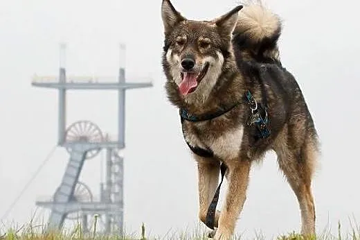 Simek - łagodny psiak o wyglądzie wilka szuka koch