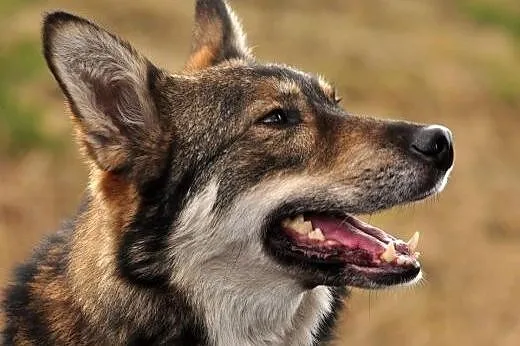 Simek - łagodny psiak o wyglądzie wilka szuka koch