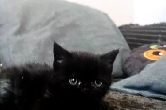 Koty gotowe do odbioru