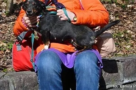 4 kilogramy kieszonkowej Mimi w schronisku!!,  kuj
