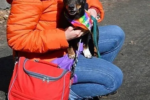 4 kilogramy kieszonkowej Mimi w schronisku!!,  kuj