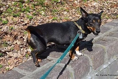 4 kilogramy kieszonkowej Mimi w schronisku!!,  kuj