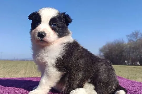 Rasowy Pies Border Collie - TOMI z pełną dok. z hodowli do odbioru