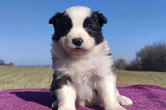 Rasowy Pies Border Collie - TOMI z pełną dok. z hodowli do odbioru, Podkarpackie, Iwonicz