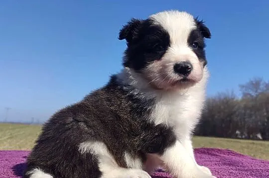 Rasowy Pies Border Collie - TOMI z pełną dok. z hodowli do odbioru, Podkarpackie, Iwonicz