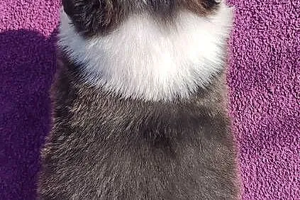 Rasowy Pies Border Collie - TOMI z pełną dok. z hodowli do odbioru, Podkarpackie, Iwonicz