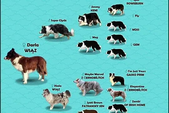 Rasowy Pies Border Collie - TOMI z pełną dok. z hodowli do odbioru, Podkarpackie, Iwonicz