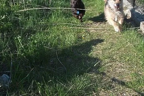 Tylko mnie kochaj!- malutka sunia AMELKA,  małopol