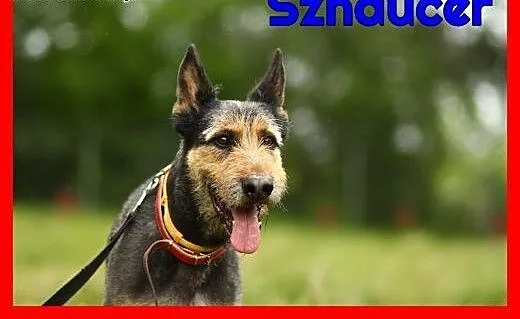 Sznaucer mix, oryginalne umaszczenie, 30 kg, czip,