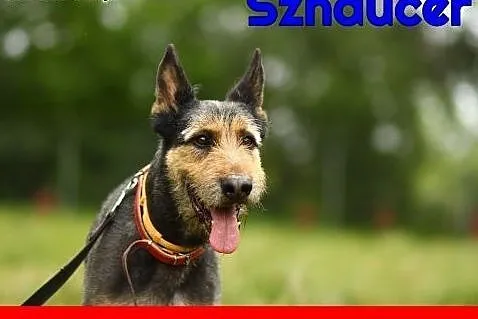 Sznaucer mix, oryginalne umaszczenie, 30 kg, czip,