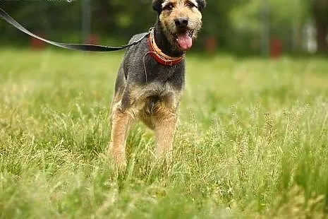 Sznaucer mix, oryginalne umaszczenie, 30 kg, czip,