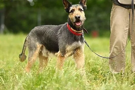 Sznaucer mix, oryginalne umaszczenie, 30 kg, czip,
