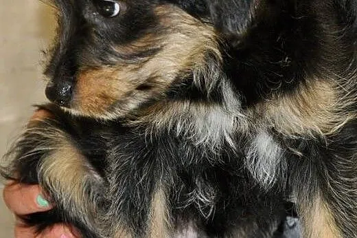 Dorka czeka na człowieka do pokochania,  mazowieck