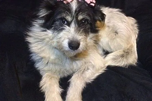 Młodziutka, kudłata Frotka, kocha cały świat! Poko