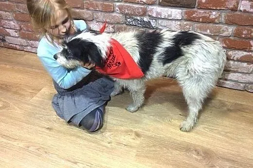 Młodziutka, kudłata Frotka, kocha cały świat! Poko
