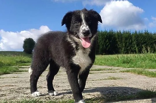 Piękna rasowa suczka BORDER COLLIE z pełną dok. przebadani rodzice