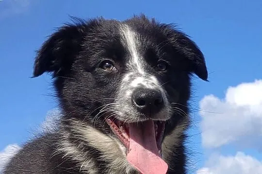 Piękna rasowa suczka BORDER COLLIE z pełną dok. przebadani rodzice, Podkarpackie, Iwonicz