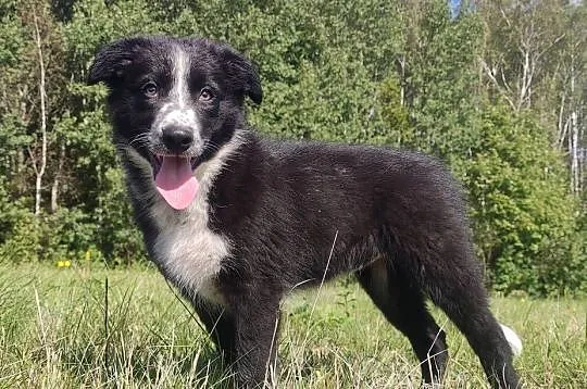 Piękna rasowa suczka BORDER COLLIE z pełną dok. przebadani rodzice, Podkarpackie, Iwonicz