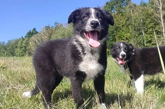 Piękna rasowa suczka BORDER COLLIE z pełną dok. przebadani rodzice, Podkarpackie, Iwonicz