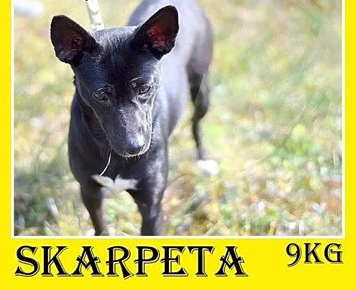 9kg,wesoła,łagodna,towarzyska,smukła suczka SKARPE