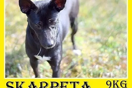 9kg,wesoła,łagodna,towarzyska,smukła suczka SKARPE