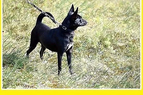 9kg,wesoła,łagodna,towarzyska,smukła suczka SKARPE