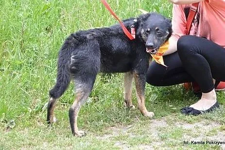Kanva, nieśmialutka, spokojna, oddana do schronisk