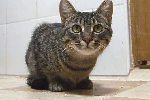 Drobna dwuletnia burasia Proza szuka domku!,  mazo