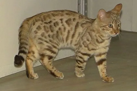 Kot bengalski - lampart w domu,  wielkopolskie Kon