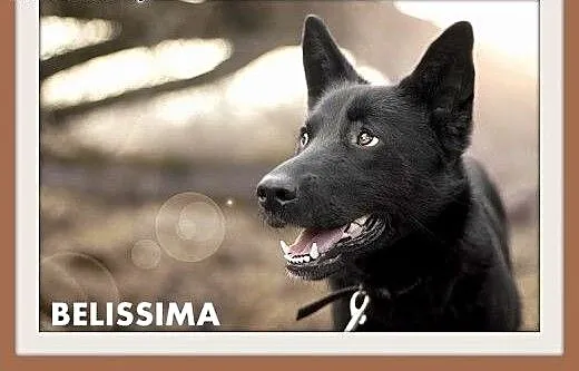 BELISSIMA,owczarek mix,łagodna,delikatna,wrażliwa