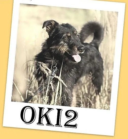 1,5 roku,średni 15 kg,łagodny, towarzyski piesek W