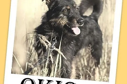 1,5 roku,średni 15 kg,łagodny, towarzyski piesek W