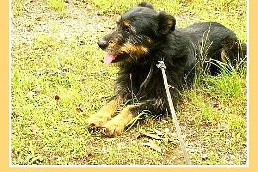 1,5 roku,średni 15 kg,łagodny, towarzyski piesek W