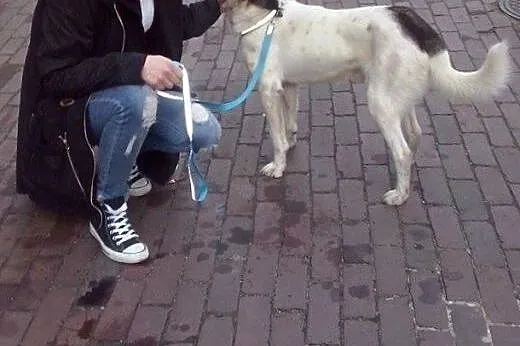 Szczękuś nie słyszy, ale bardzo Cię pokocha!,  ślą